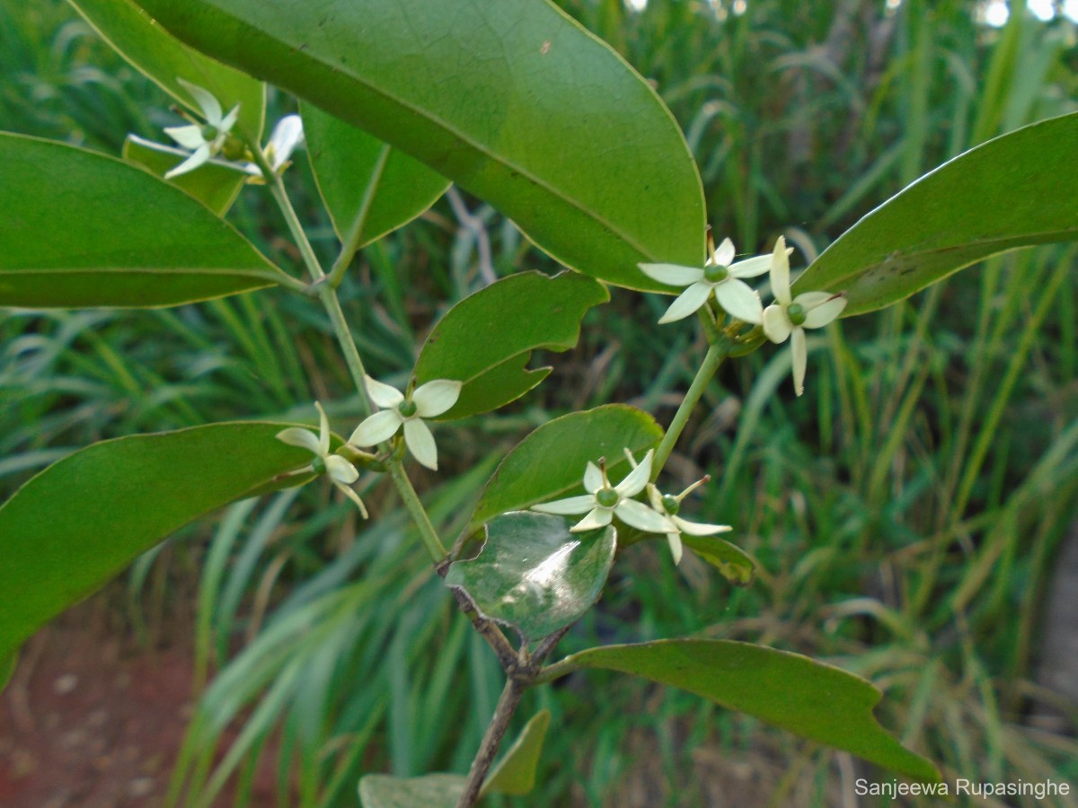 Cassipourea ceylanica (Gardner) Alston